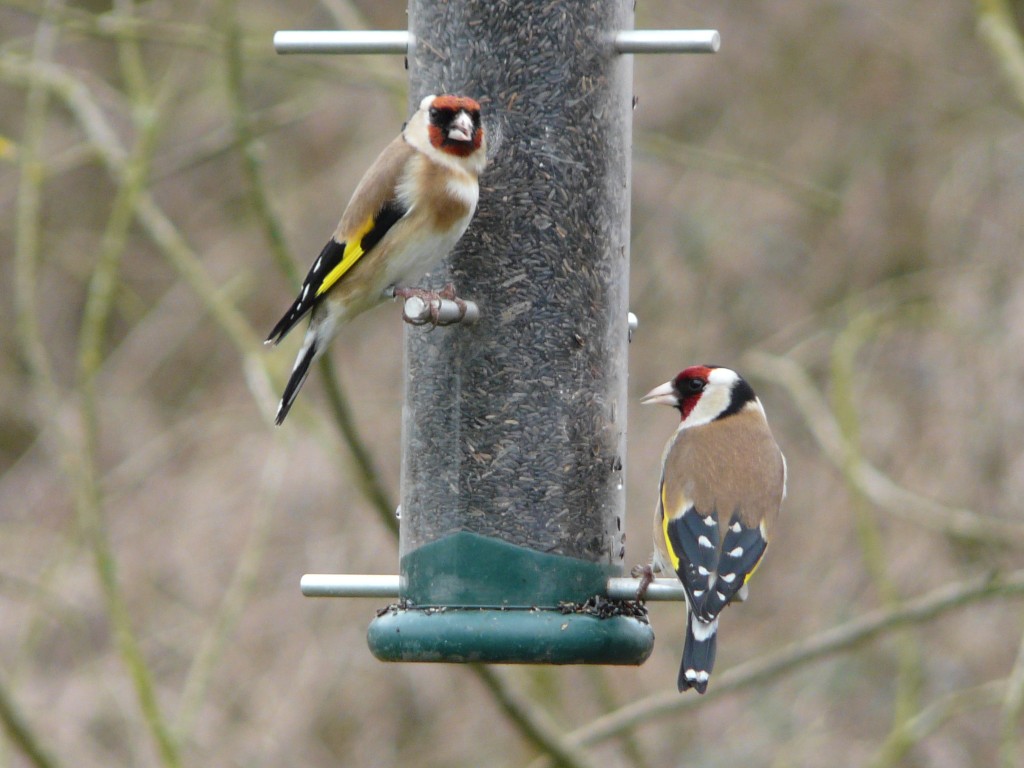 A pair of Goldfinches