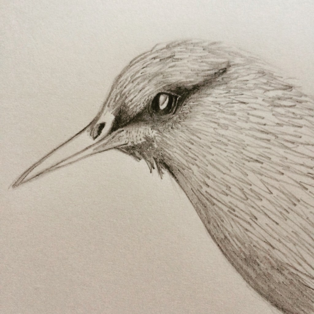 Drawing of a Starling